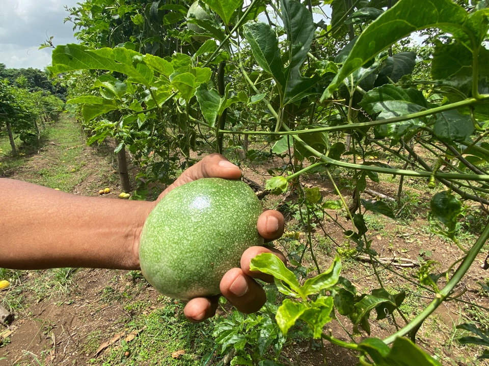 Свежая маракуйя высшего качества