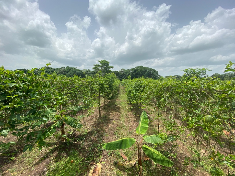 Плантация маракуйи Dr. Chinoloff