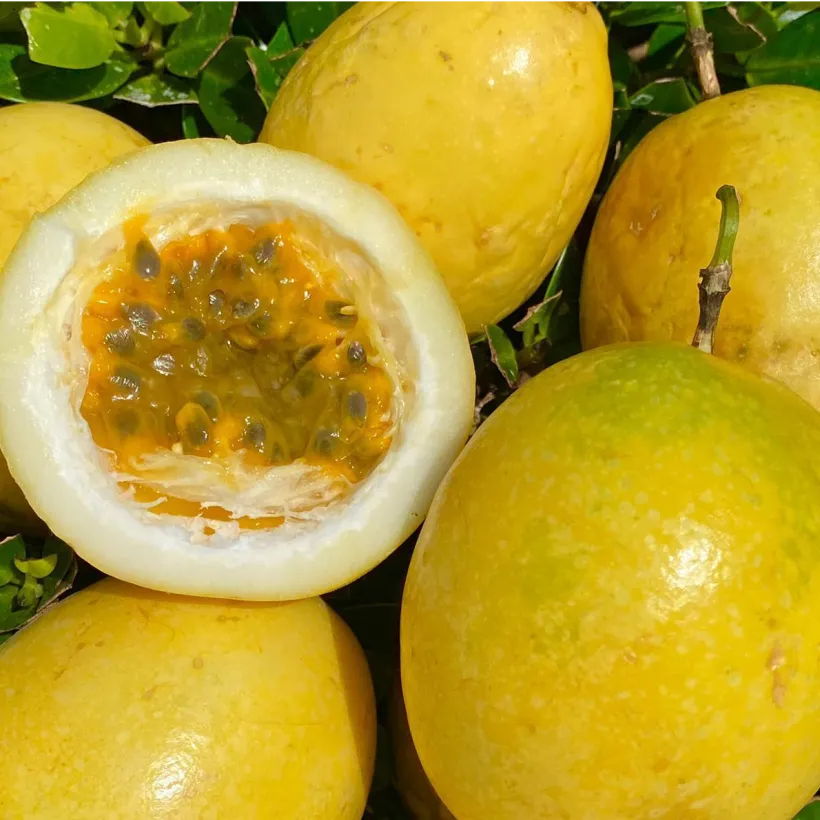 Качественная маракуйя