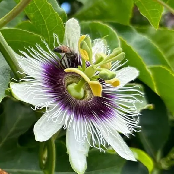 Цветок маракуйи