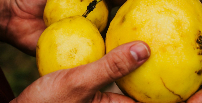 Свежие желтые плоды маракуйи