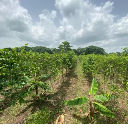 Плантация маракуйи Dr. Chinoloff
